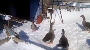 Гуси крупные серые, содержание породистых гусей