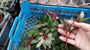 Бальзамин новогвинейский. Уход. Секрет черенкования