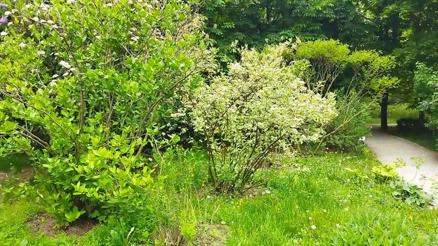 Сирень, пионы и пасмурное небо. смотреть онлайн