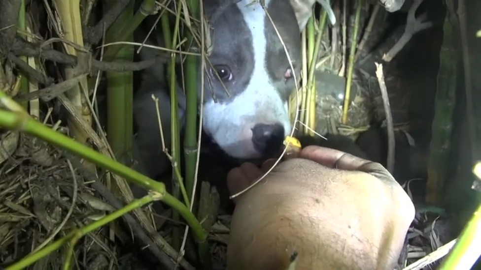Спасение раненой собаки и её щенков смотреть онлайн