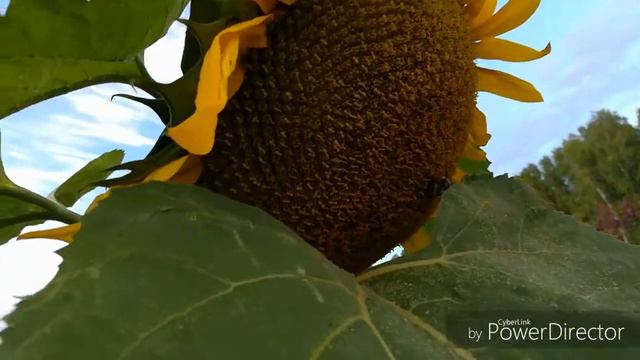 Просто лягушка и подсолнухи 🐸🌻🤣 смотреть онлайн