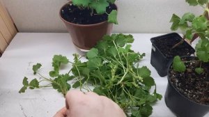 Как укоренить королевскую пеларгонию/проверенный способ черенкования/