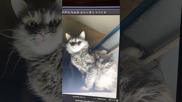 Делаем из нечеткой - четкую кошечку смотреть онлайн