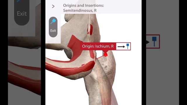 「解剖学」半腱様筋の起始と停止 Starting and stopping the semitendinosus muscle #Short смотреть онлайн