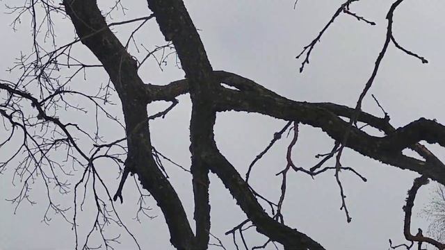 как отпилить толстый сук на высоком дереве цепью руками смотреть онлайн