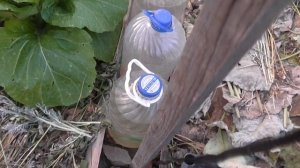 Крупные кочаны пекинской капусты на среднем Урале