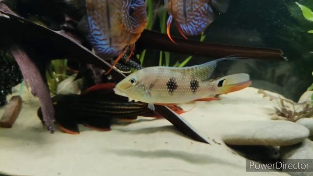 Juwel rio 450. Discus heckel cross, Satanoperca, Pleco L25 full Red, L273, Lda31, L177, L190 смотреть онлайн