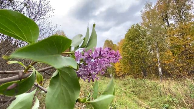 Умирающая деревня Ключи Вятского края. Расцвела сирень в сентябре смотреть онлайн