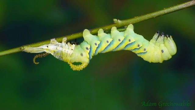 Развитие бражника мёртвая голова Acherontia Atropos