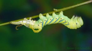 Развитие бражника мёртвая голова Acherontia atropos