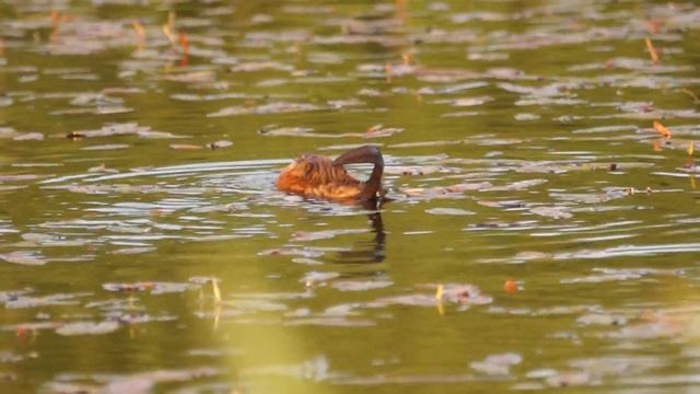 Игра Света и Тени