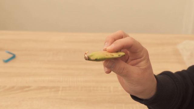 Mango Pflanzen - So kannst du einen Mangobaum selber ziehen 🍈🌱 смотреть онлайн