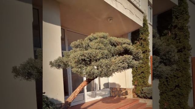 Създаване на Бонзай от Juniperus spp. смотреть онлайн