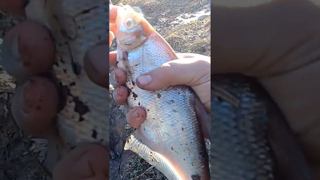 рыбалка река Волхов Синец огромный , fishing Volkhov river Sinets huge #fishing #поплавок #синец смотреть онлайн