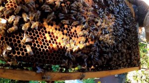 Как сделать ОТВОДОК пчел с корпусного улья