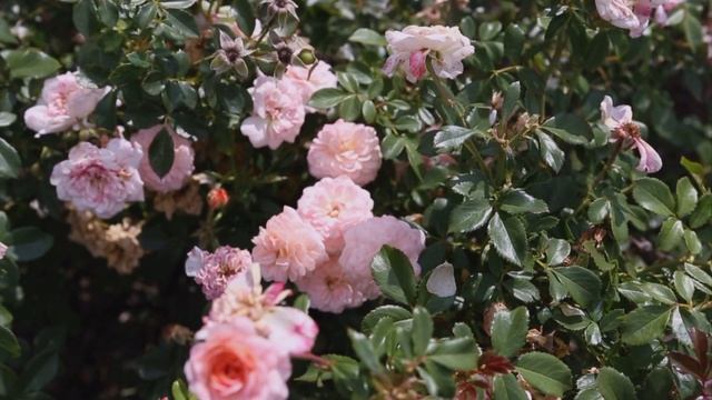 Home Garden - How to Grow Roses смотреть онлайн