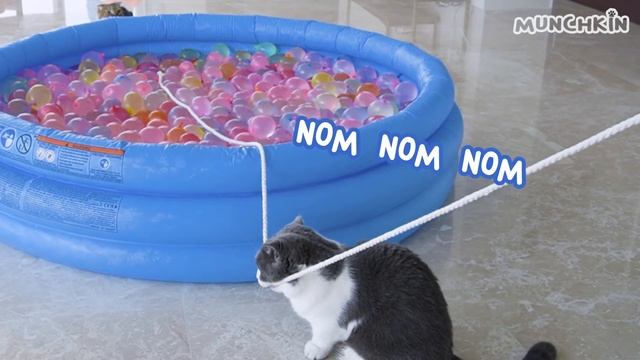Can Cats Walk On Water Balloons? смотреть онлайн