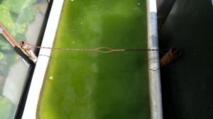 Зацвела вода в бочках. Используем известь. Очистка воды. Вода после этого не цветёт.