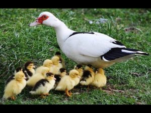 Когда отделять утят от утки/мамы/индоутки/мускусные утки.Индоутята