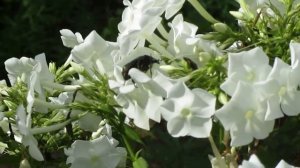 Лили, Флоксы  и Зелёный Жук