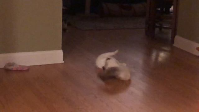 Are these 2 Ragdoll kittens fighting or rough-housing смотреть онлайн