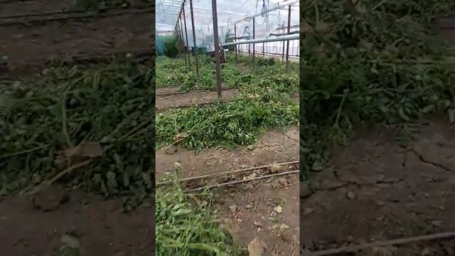 Подготовка теплиц к 2 обороту,печки Горыныч. Уборка теплиц. смотреть онлайн