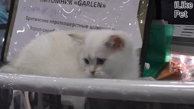 4 интересных факта о том, как еда влияет на настроение кошки смотреть онлайн