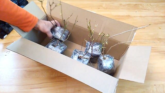 Распаковка посылки с саженцами из интернет магазина Сады России смотреть онлайн