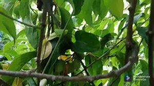 актинидия сорта Киевская крупноплодная