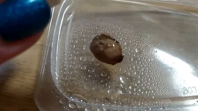 Выращивание экзота из косточки в домашних условиях:*Рамбутана*( Личи) смотреть онлайн