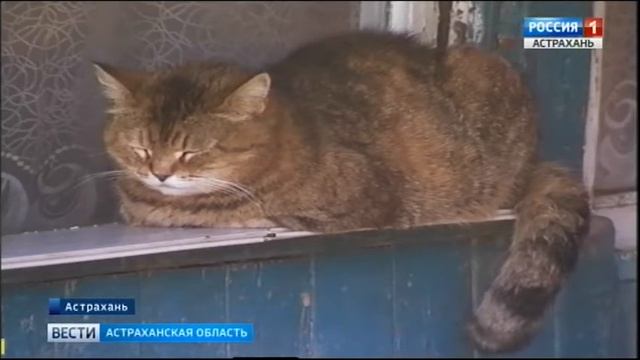 По Астрахани ходит бродячий недофотограф смотреть онлайн