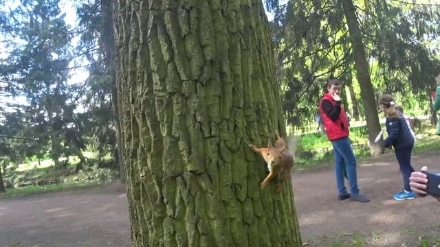 Белочки в дикой природе смотреть онлайн