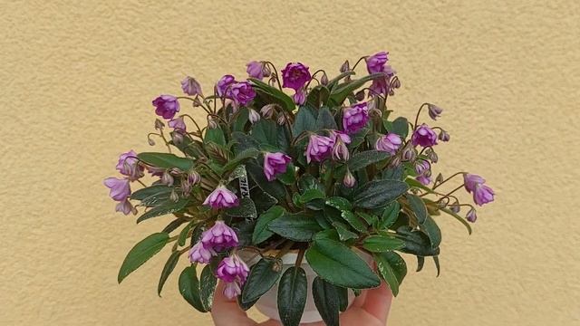 Фіалка трейлер Senk’s Azalea Trail. Огляд сорту смотреть онлайн