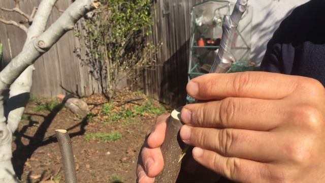 How to Graft Fig Trees! Results at the End! смотреть онлайн