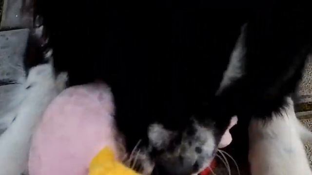 КАК ПРАВИЛЬНО ИГРАТЬ С СОБАКОЙ. СОВЕТЫ. смотреть онлайн