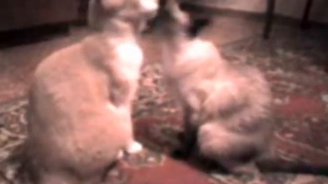 Кошачья любовь смотреть онлайн