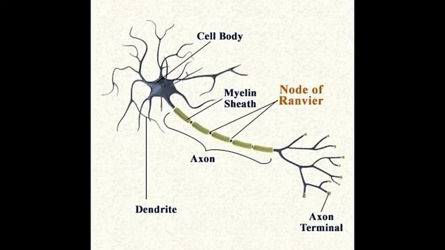 Nodes of Ranvier Location and Function With Labeled Diagram смотреть онлайн