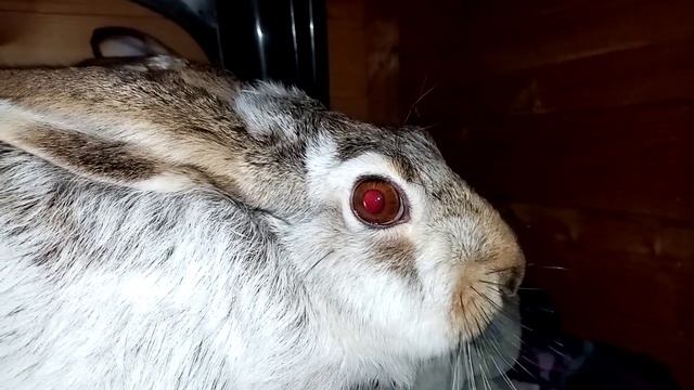 Логово под скамейкой. Ремонт от дикого зайца 2 смотреть онлайн