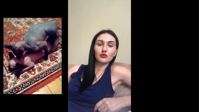 вязка | канадский сфинкс | течка сфинкс | всё о вязке смотреть онлайн