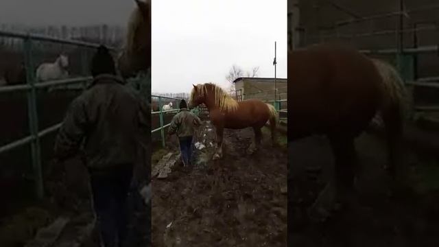 Советский Тяж.... Жеребец ?? смотреть онлайн