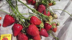 Маригет -сорт сладкой ремонтантной клубники.