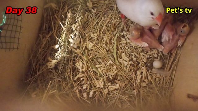 Java breeding progress | feeding chicks | day 37 to day 38 | Pets tv смотреть онлайн