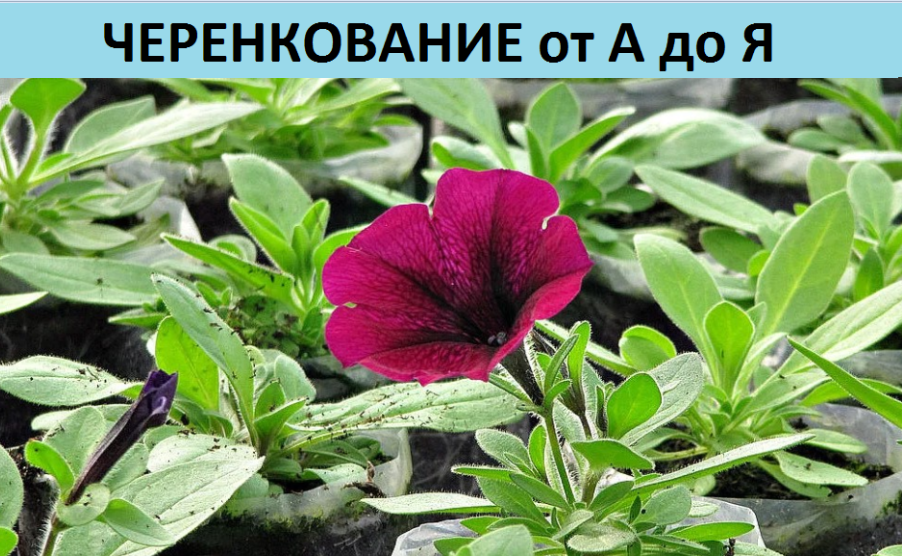 Черенкование от А до Я смотреть онлайн