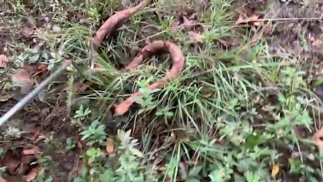 Insane South Carolina Snake Hunting! Finding A LOT of Snakes Under Tin and Car Hoods! смотреть онлайн