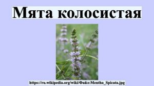 Мята колосистая