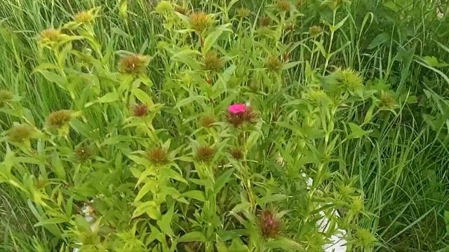 КУРЫ НЕСУШКИ НА ДАЧЕ смотреть онлайн