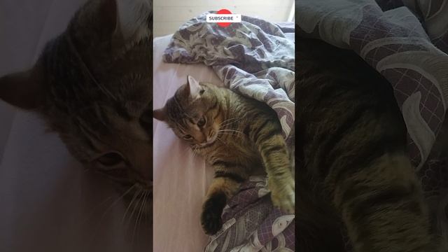 Васька василек смотреть онлайн