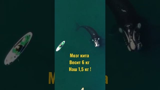 Мозг кита ,человека ,#shorts смотреть онлайн