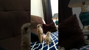 Маленький сурикат впервые дома