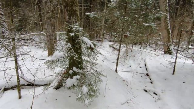 Лес 39 Крево Восток-2. Русские траншеи Т78-1 и Т80. 5 декабря 2021 года смотреть онлайн